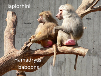 Haplorhini Hamadryas baboon